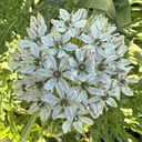 Allium Nigrum