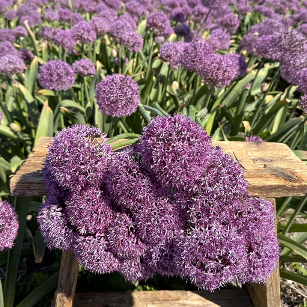 Allium Party Balloon