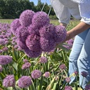 Allium Party Balloon