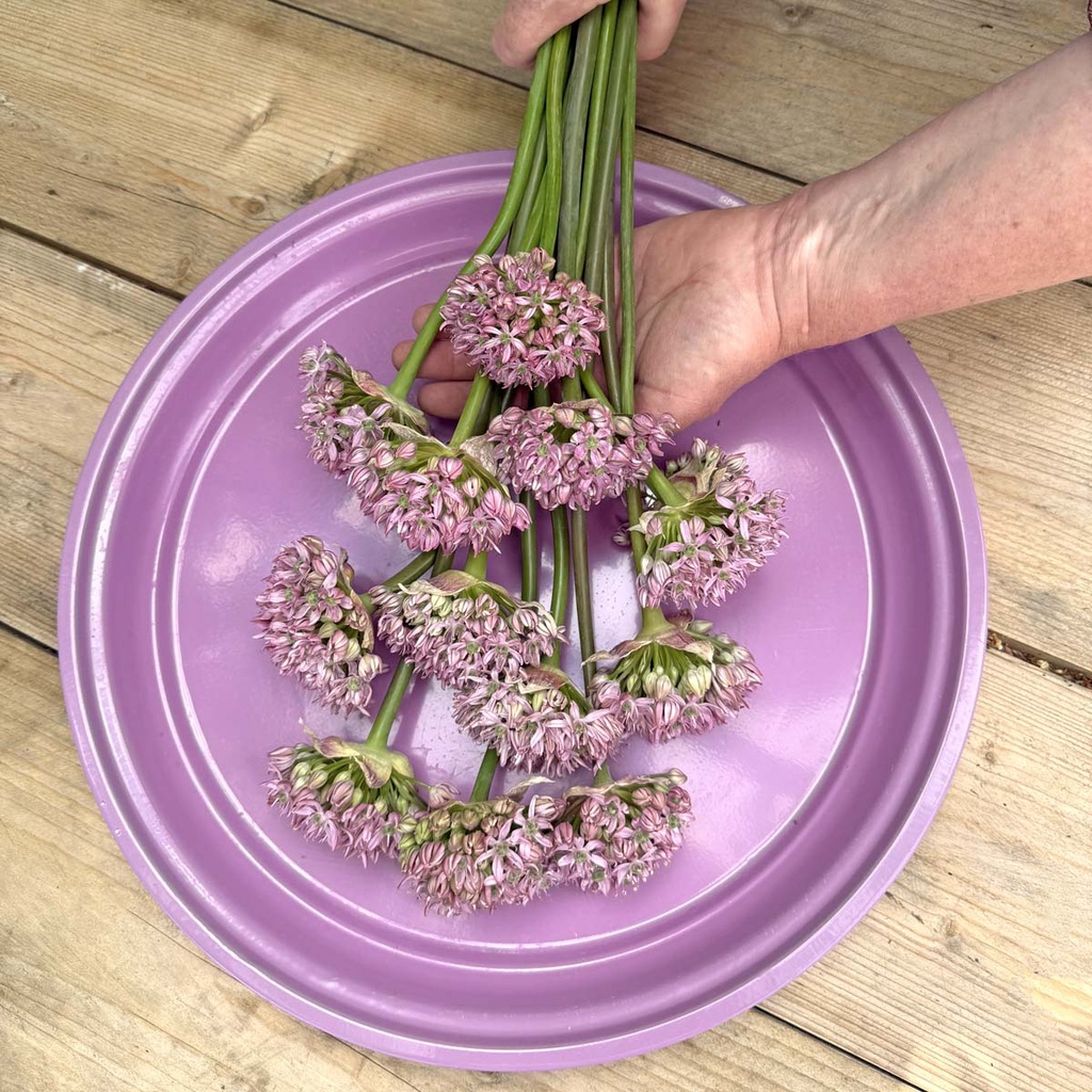 Allium Pink Jewel