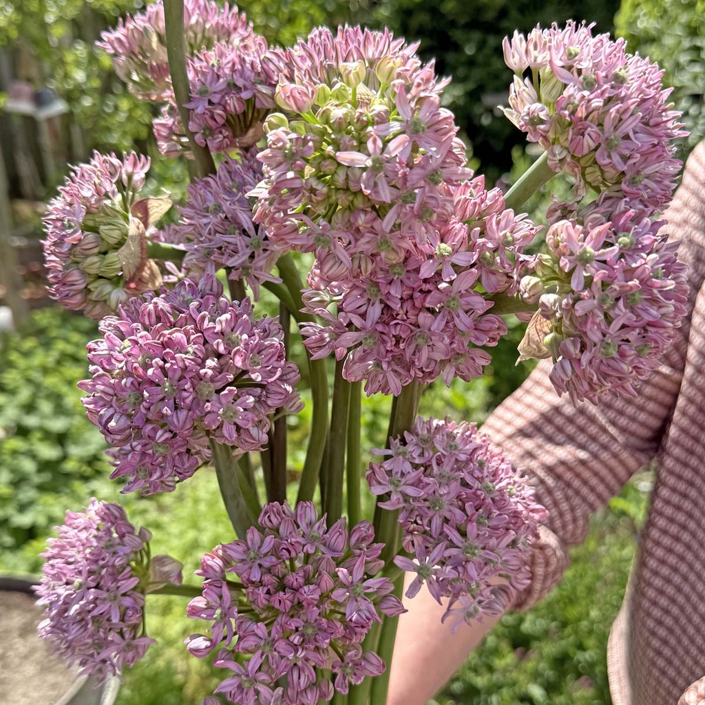 Allium Pink Jewel