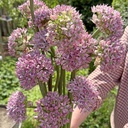 Allium Pink Jewel