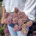 Allium Pink Jewel