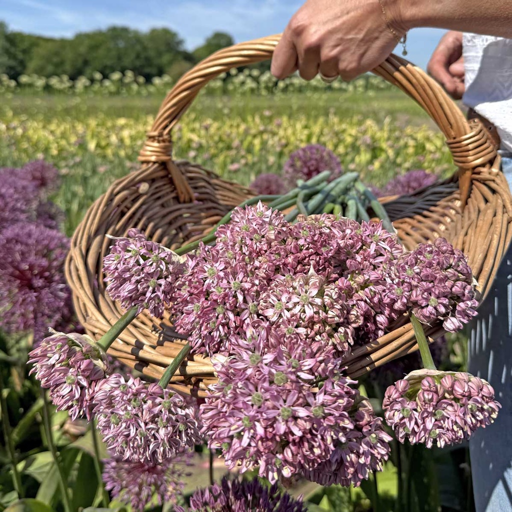 Allium Pink Jewel