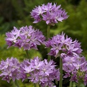 Allium Eros