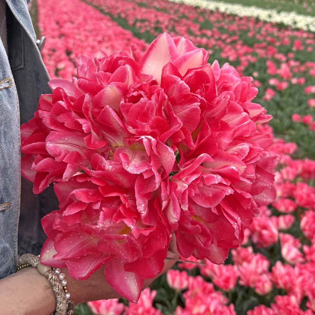 Pink Delight