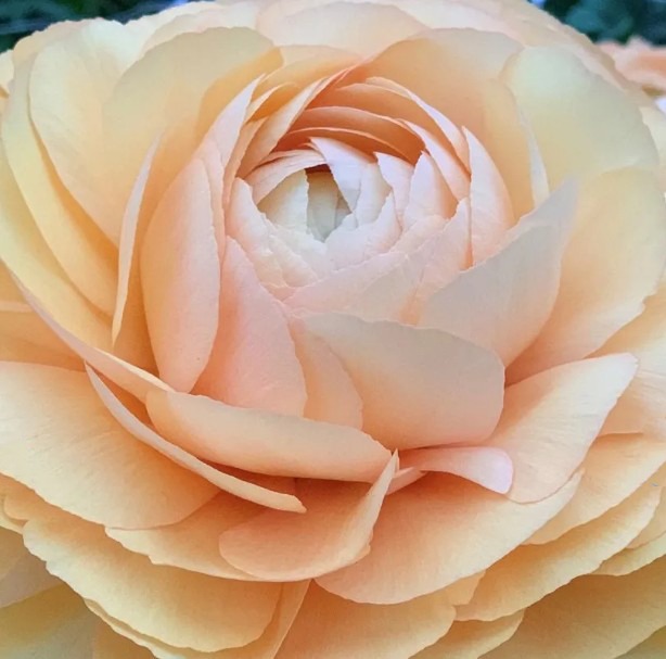 Ranonkels Cloni Succes Grand Pastel®