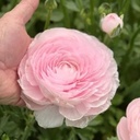 Ranonkels Cloni Succes Lady®