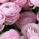 Ranonkels Cloni Succes Lady®