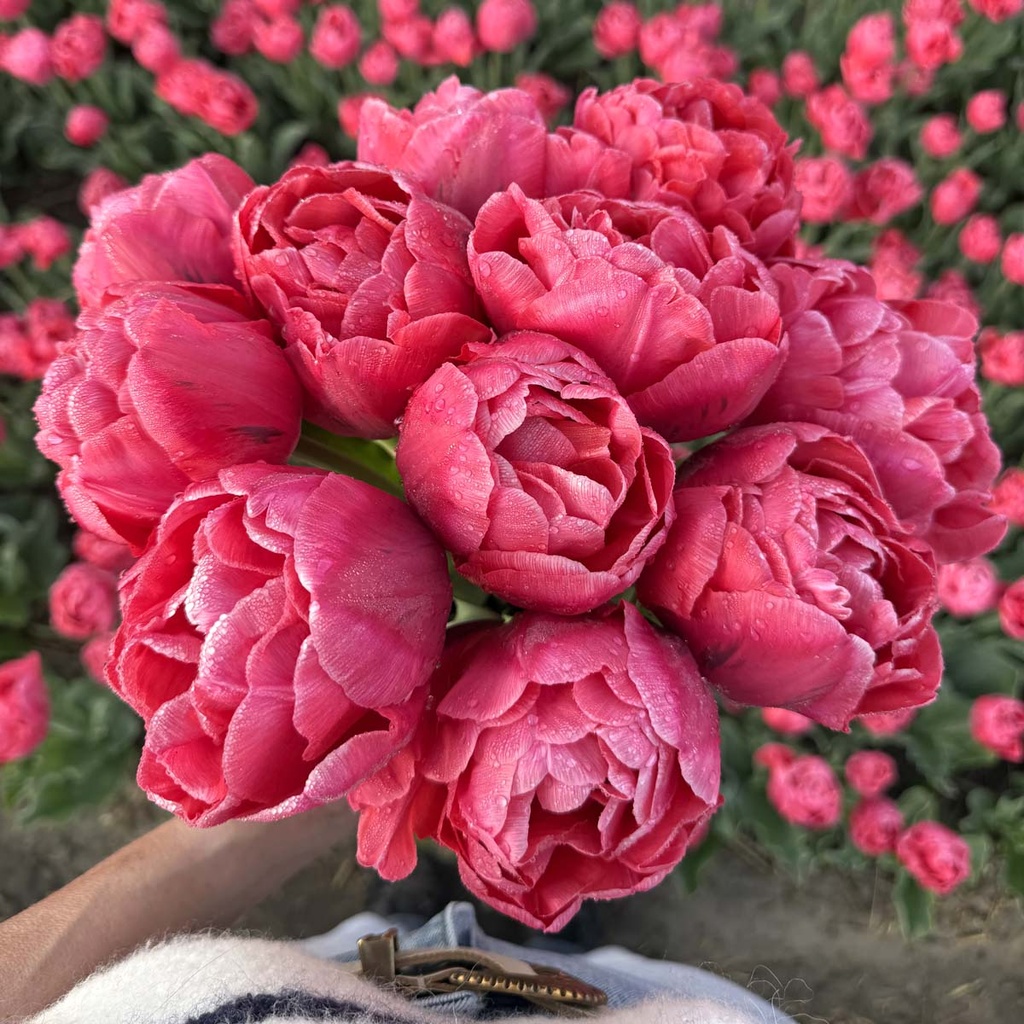 Adore