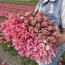 Mix Royal Ruffles