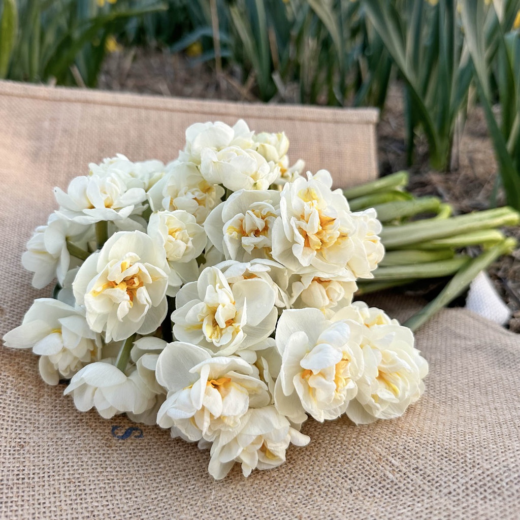 Narcissus Bridal Crown