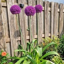 Allium Ambassador