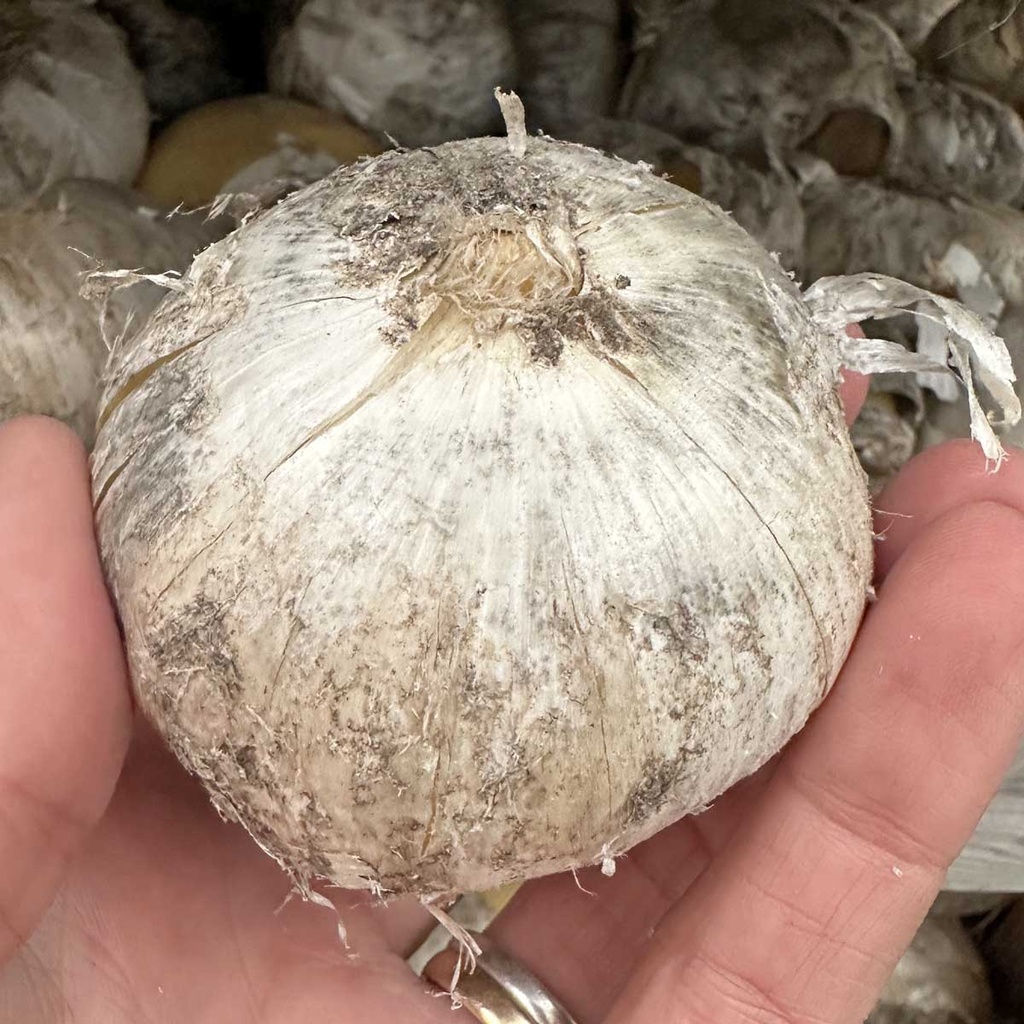 Allium White Giant 3 st.