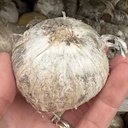 Allium White Giant 3 st.