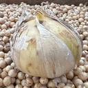 Bulb of Ambassador
