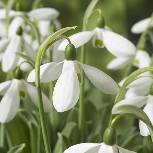 Snowdrops Mount Everest