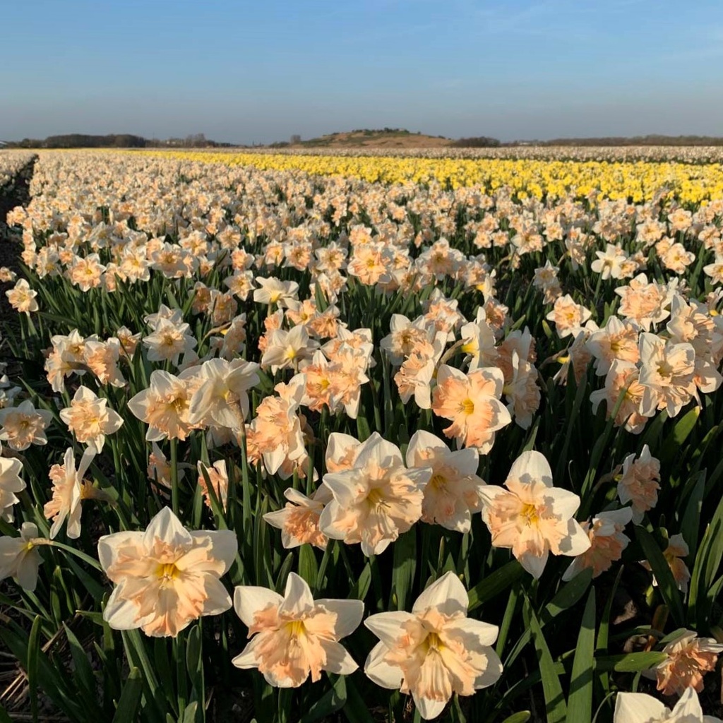 Narcissus Edinburgh