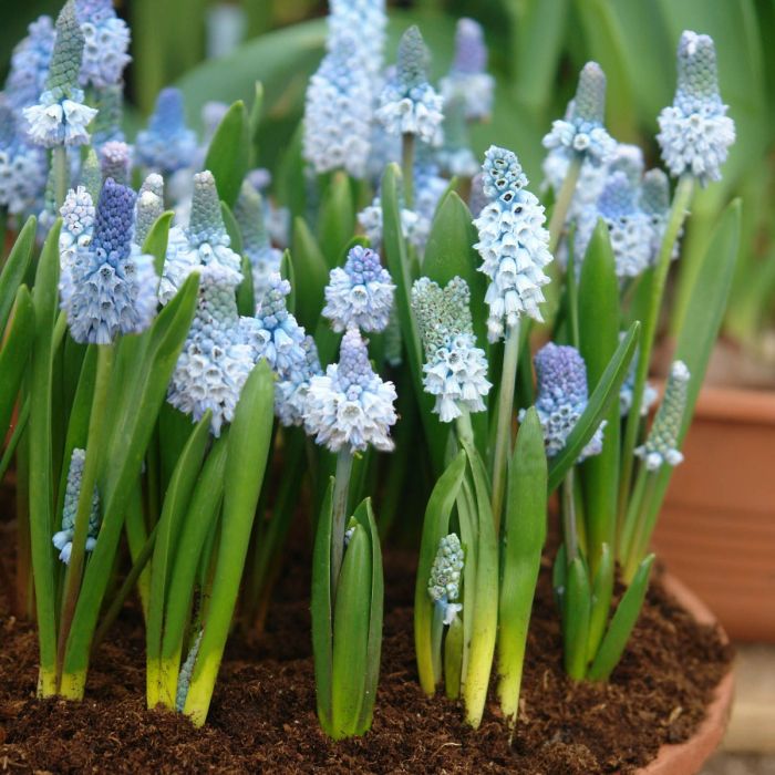 Muscari Azureum