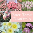 Mix Boer Tom's Favorieten (50 bloembollen)