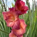 Gladiool Ocaso