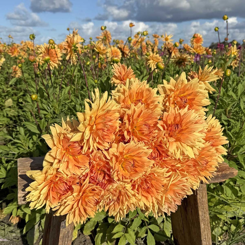 Noordwijks Glorie