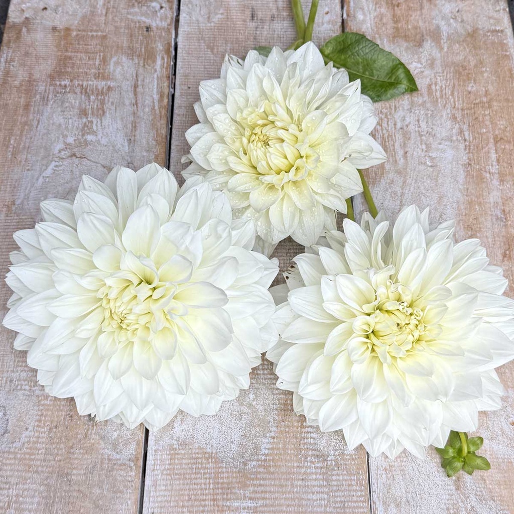 White Perfection