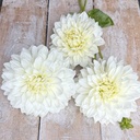 White Perfection