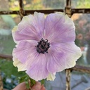 Anemone Mistral Plus Rarity®