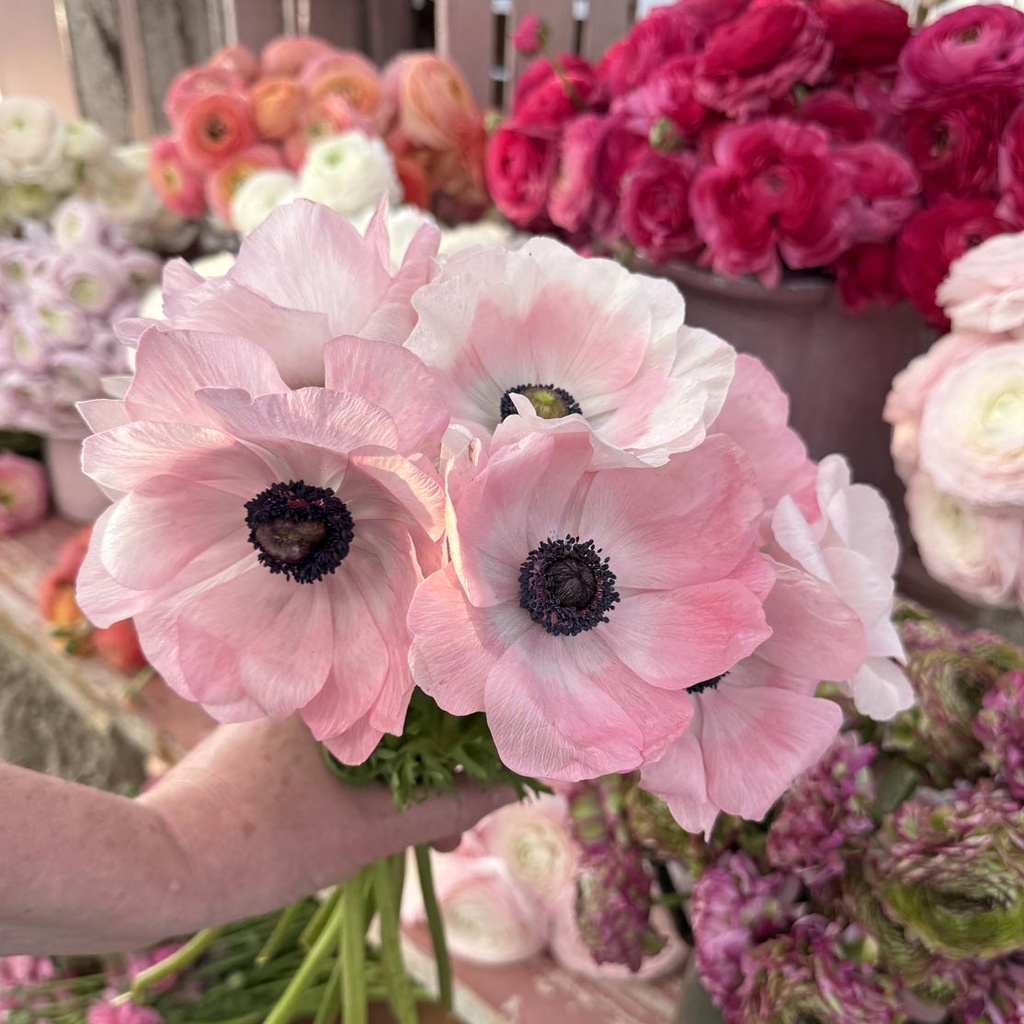 Anemone Mistral Rosa Chiaro®