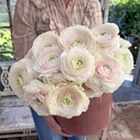 Ranonkels Cloni Succes Hanoi®