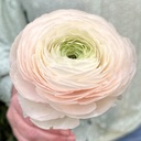 Ranonkels Cloni Succes Hanoi®