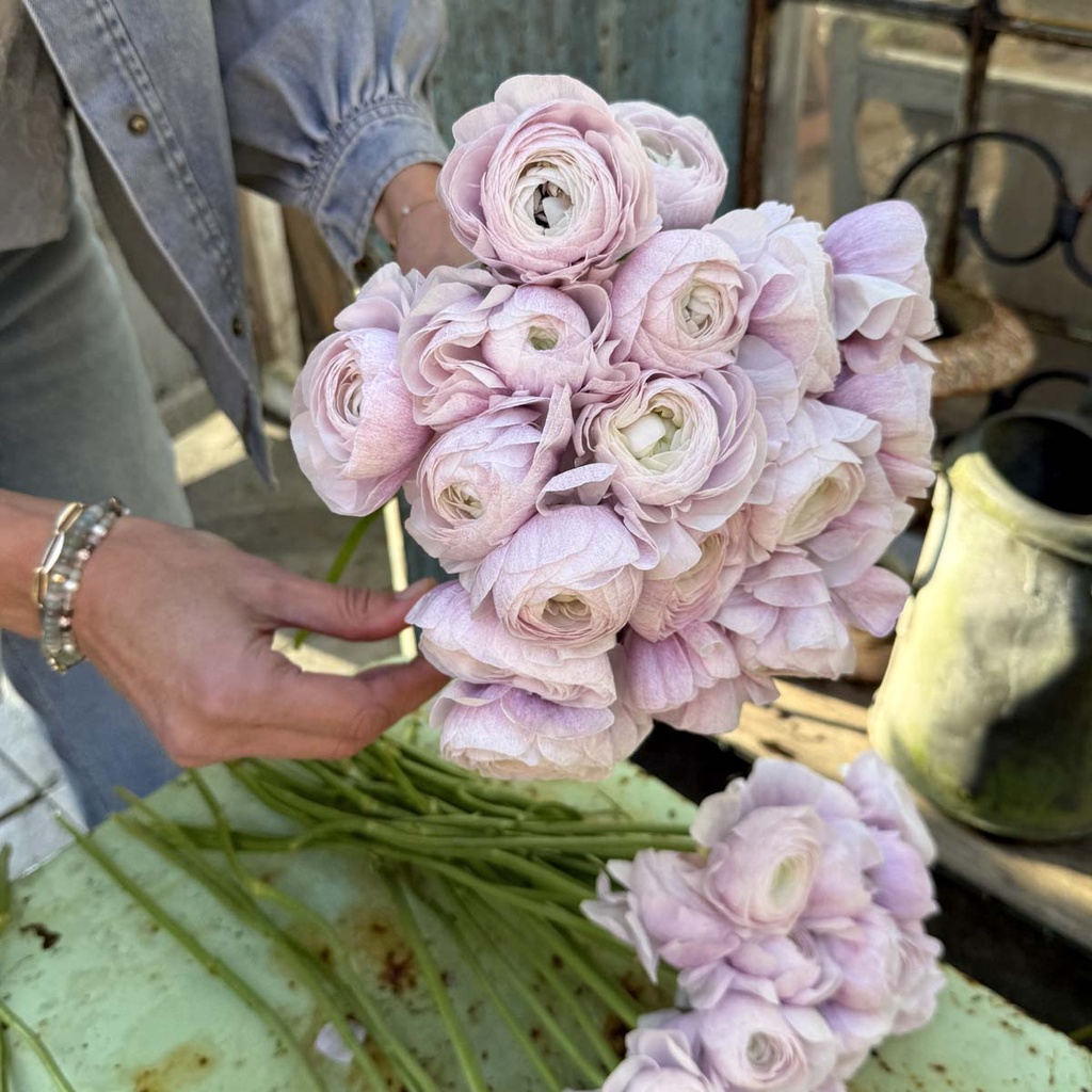 Ranonkels Cloni Succes Nebbia®