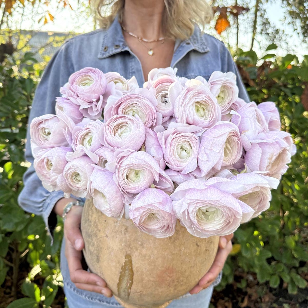 Ranonkels Cloni Succes Nebbia®