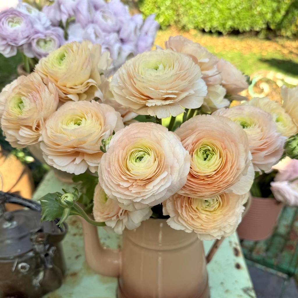 Ranonkels Cloni Succes Tuareg®