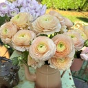 Ranonkels Cloni Succes Tuareg®