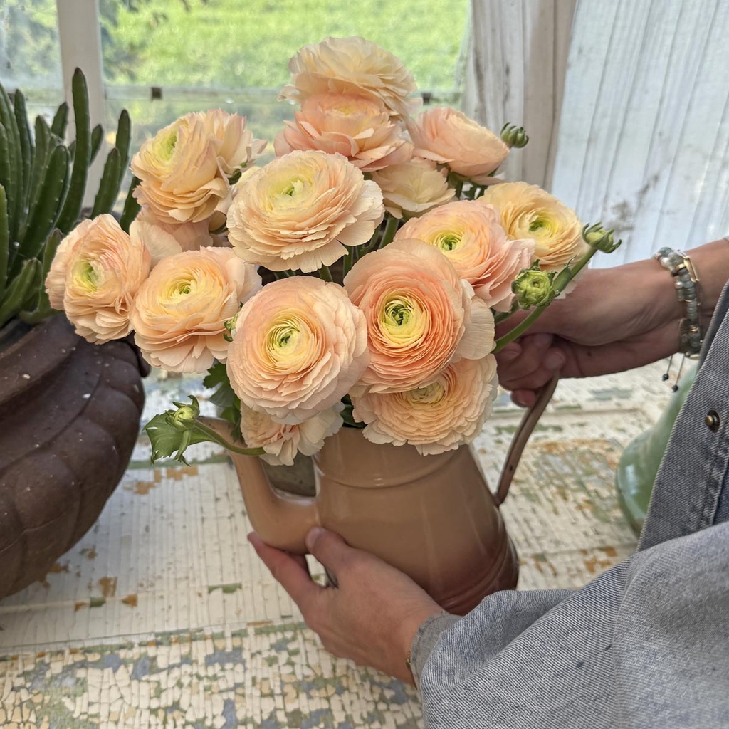 Ranonkels Cloni Succes Tuareg®