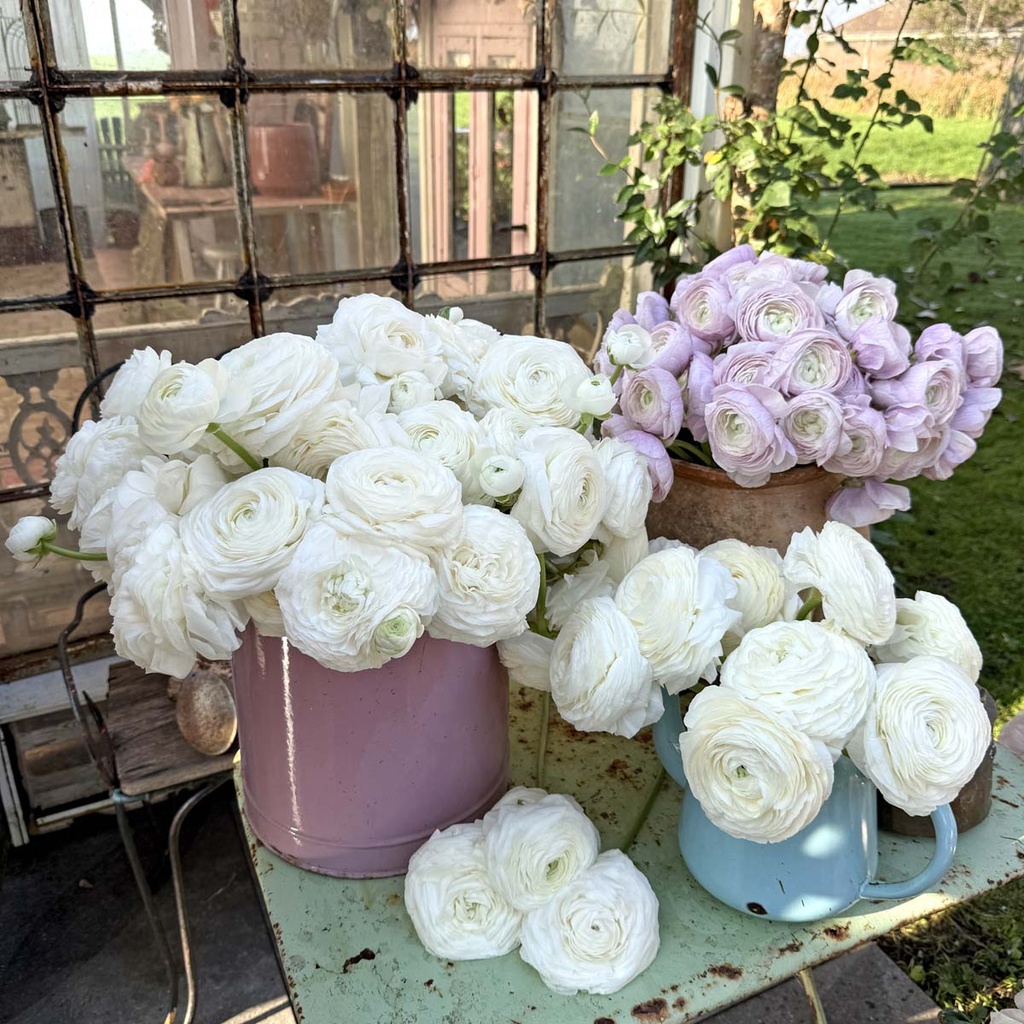 Ranonkels Elegance Bianco®