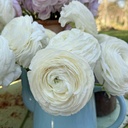 Ranonkels Elegance Bianco®