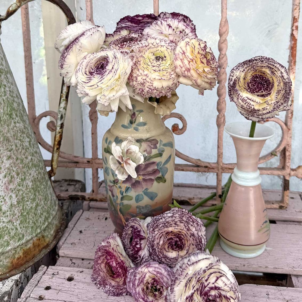 Ranonkels Elegance Bianco Striato®