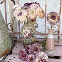 Ranonkels Elegance Bianco Striato®