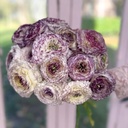 Ranonkels Elegance Bianco Striato®