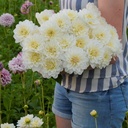 White Onesta
