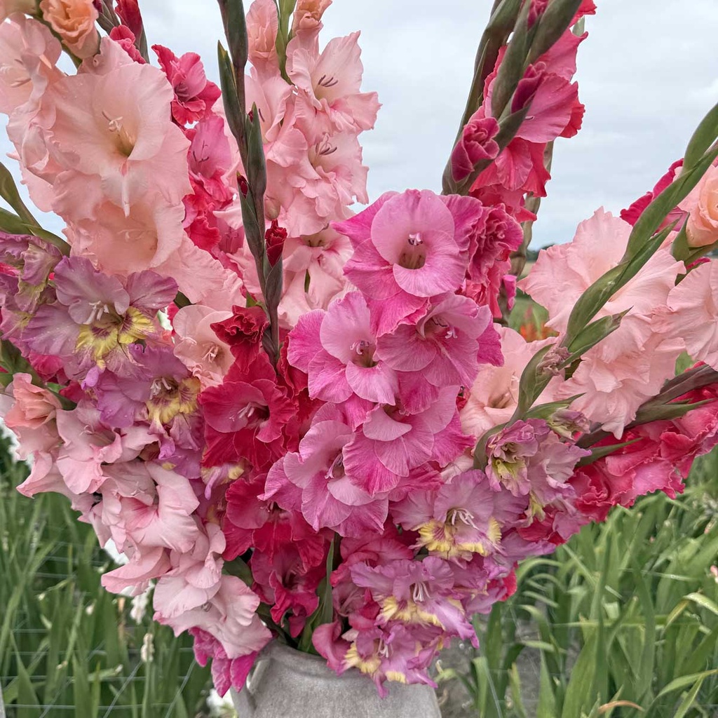 Mix Pink Parade