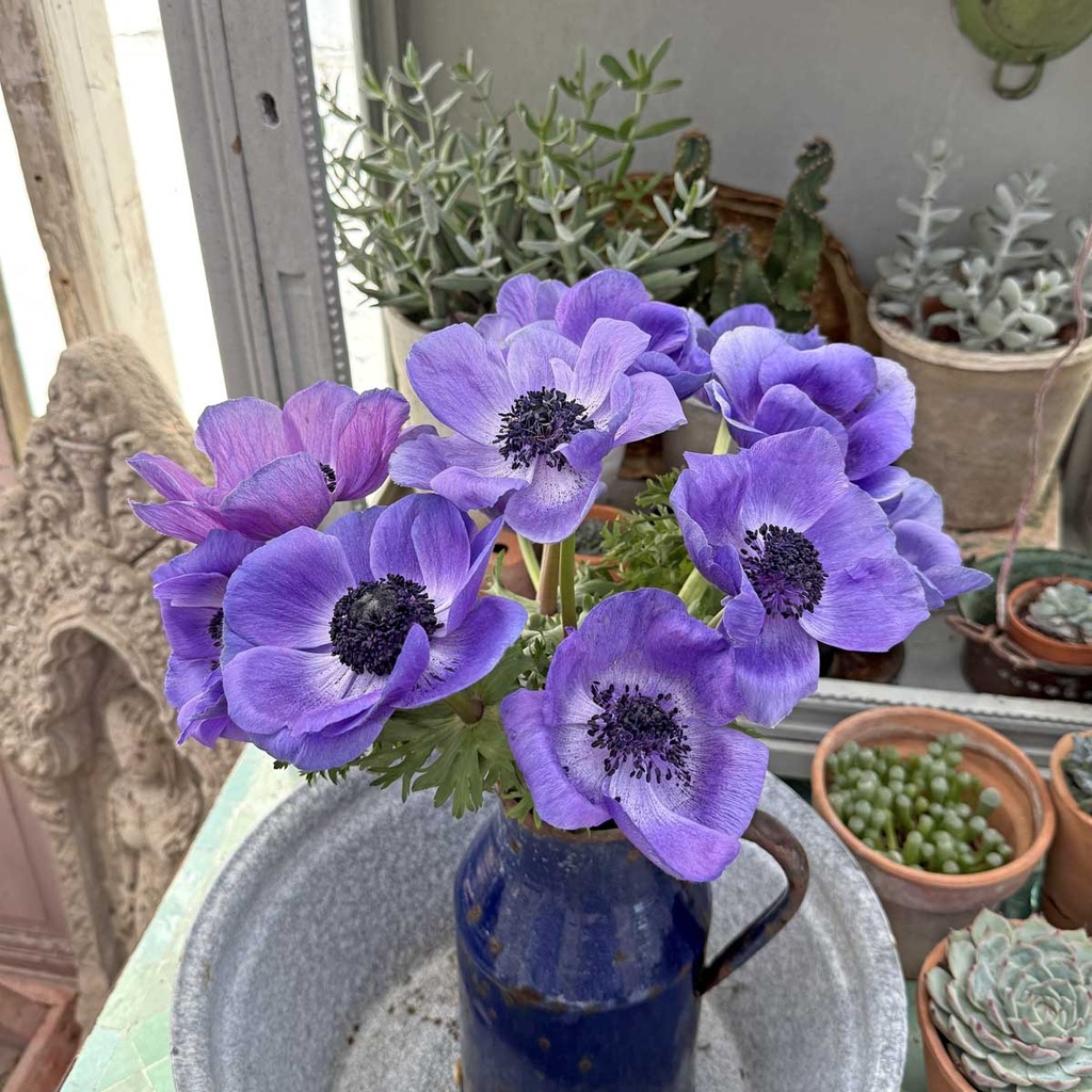 Anemone Mistral Plus Blu