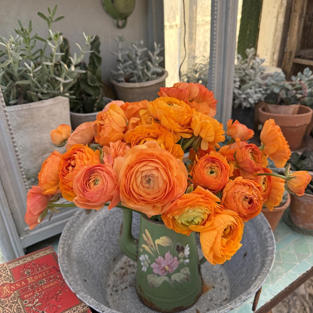 Ranonkels Elegance Clementine 