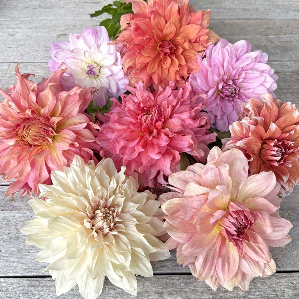 Mix Dinnerplate Divas (8 dahlia's)
