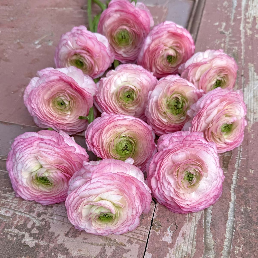 Cloni Success Felicidade