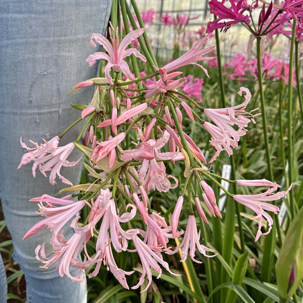 Nerine Vesta K