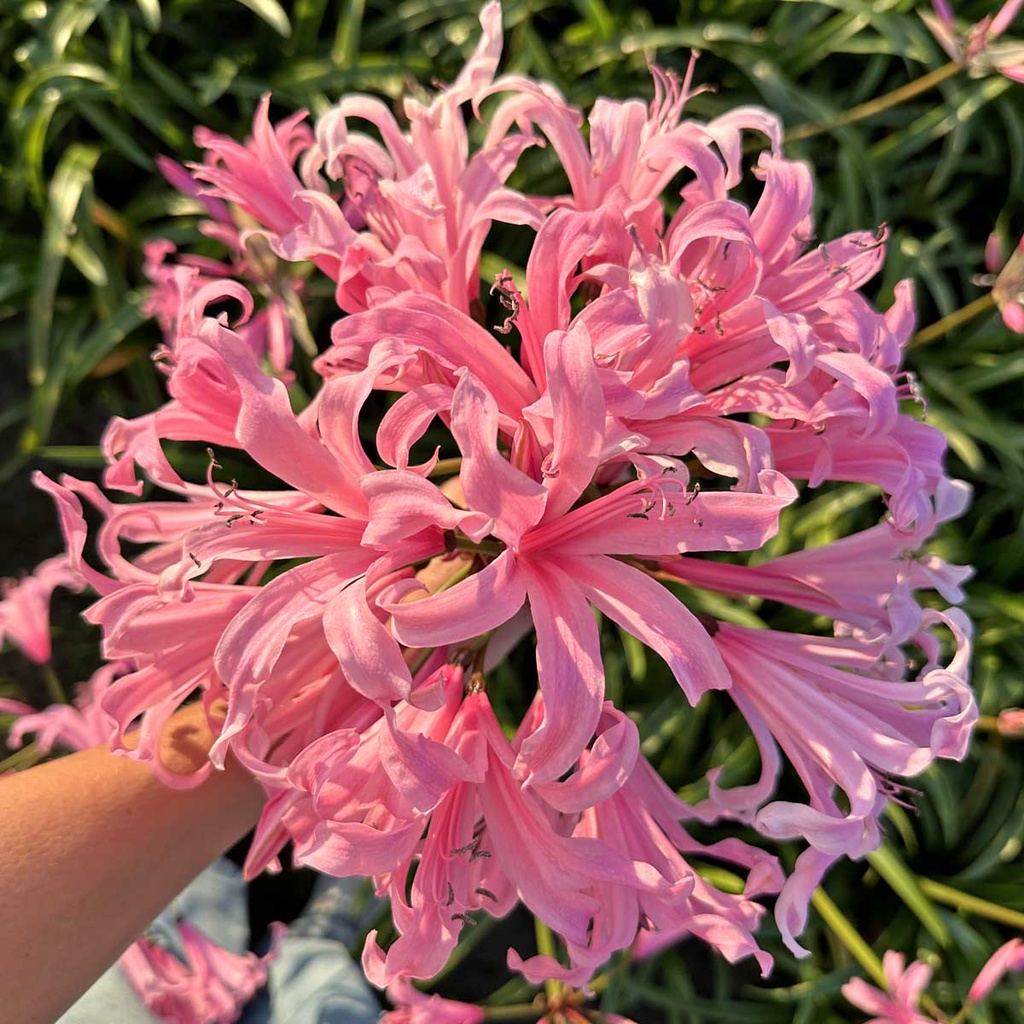 Nerine Amandi